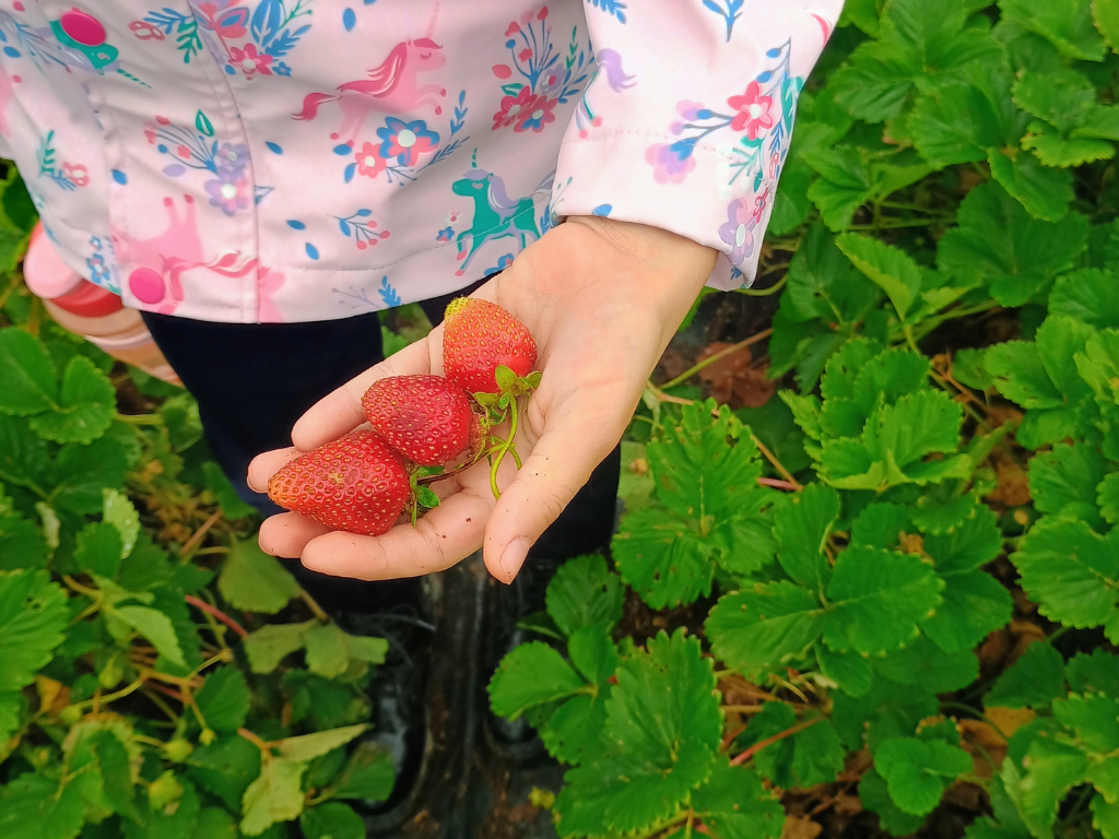 Shalom Farms Spring 2026-9